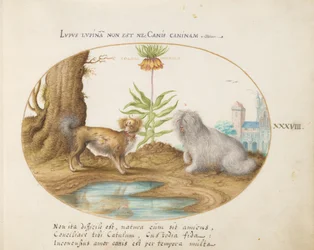 Animalia Aquatilia et Cochiliata (Aqua) - Plate XXXVIII